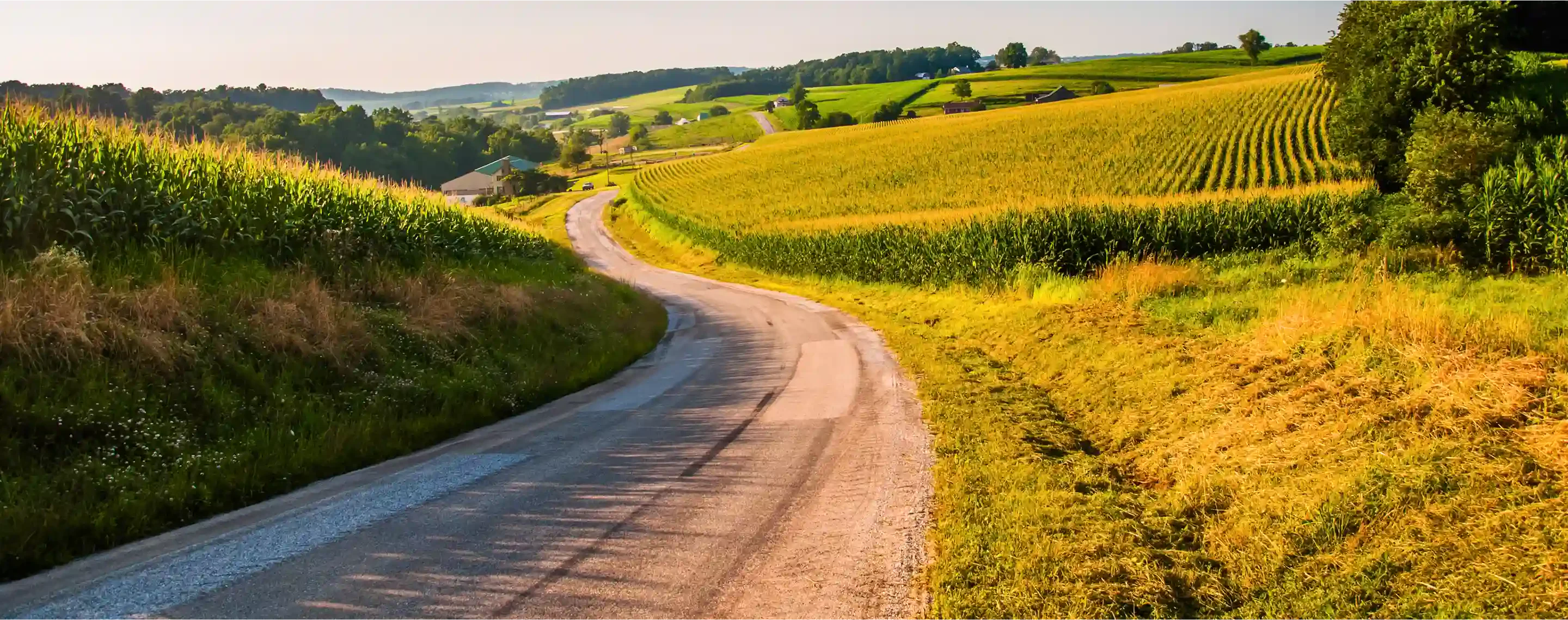 Curving rural road lined with lush cornfields, rolling hills, and distant houses under a bright blue sky.